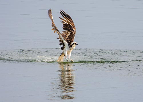 Osprey Diving For a Fish, Florida
